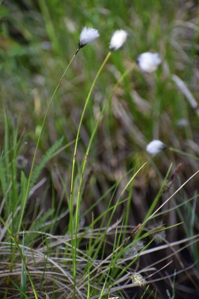 Eriophorum brachyantherum, photographed by Syd Cannings
