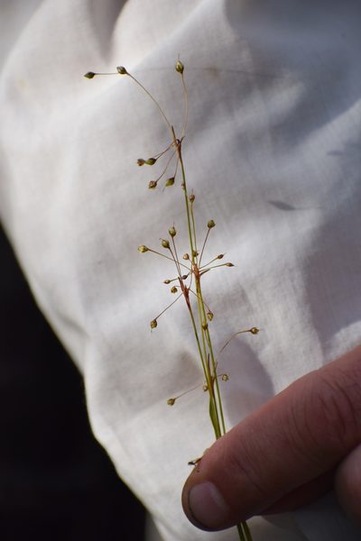 Luzula rufescens, photographed by Syd Cannings