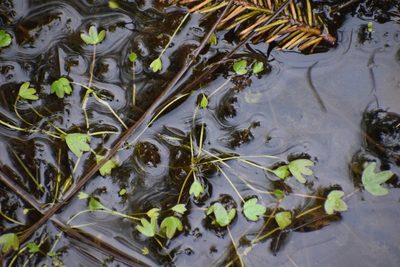 Ranunculus hyperboreus, photographed by Syd Cannings