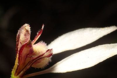 Eriochilus dilatatus, photographed by Em Lamond