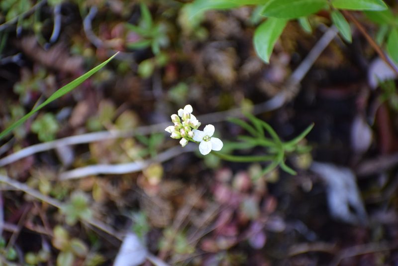 Cardamine polemonioides, photographed by Syd Cannings