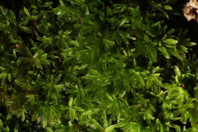 Calymperastrum latifolium, photographed by Em Lamond