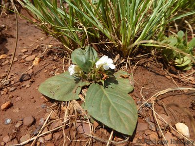 Crabbea acaulis, photographed by Andrew Hankey