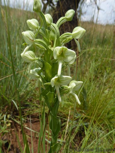 Habenaria epipactidea, photographed by Andrew Hankey