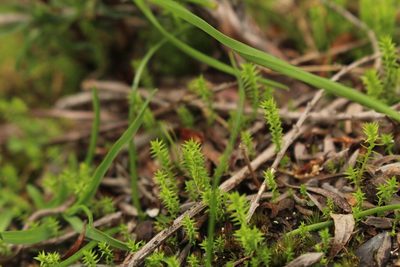 Selaginella gracillima, photographed by Em Lamond