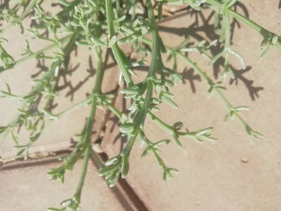 Anabasis setifera, photographed by ajott