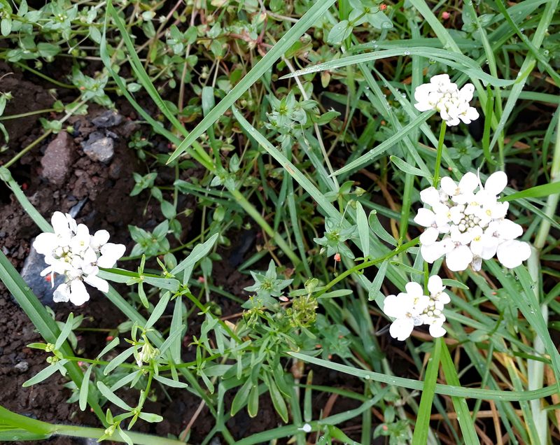 Iberis umbellata, photographed by Peter de Lange