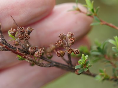 Kunzea amathicola, photographed by Bruce Calvert