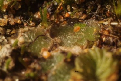 Enigmella thallina, photographed by Em Lamond