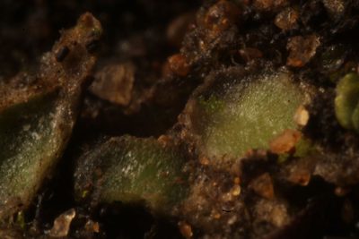 Enigmella thallina, photographed by Em Lamond
