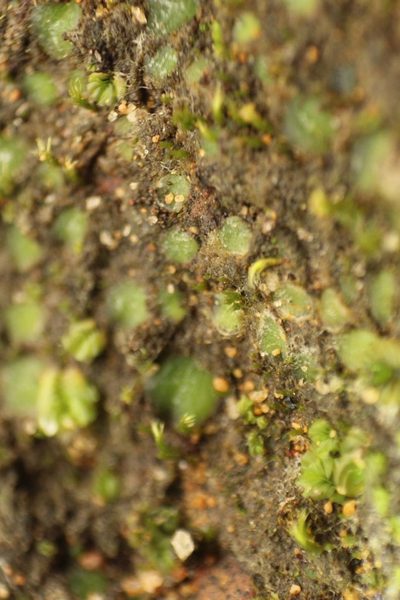 Enigmella thallina, photographed by Em Lamond