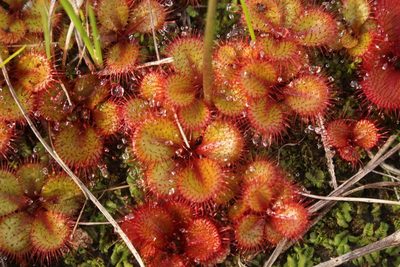 Drosera tubaestylis, photographed by Em Lamond