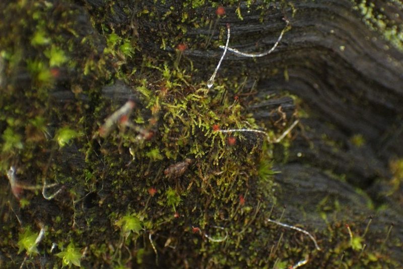 Cephaloziella exiliflora, photographed by Em Lamond