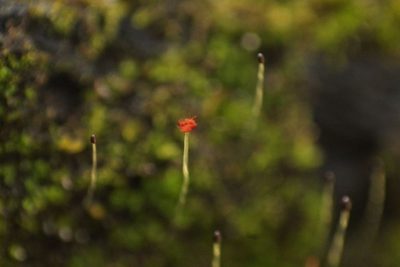 Cephaloziella exiliflora, photographed by Em Lamond