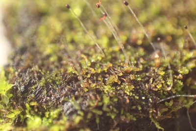 Cephaloziella exiliflora, photographed by Em Lamond