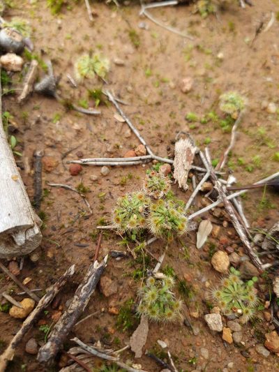 Drosera miniata, photographed by Em Lamond