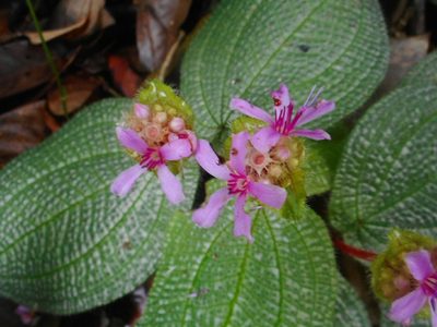 Nephoanthus prostratus, photographed by Eugene Popov