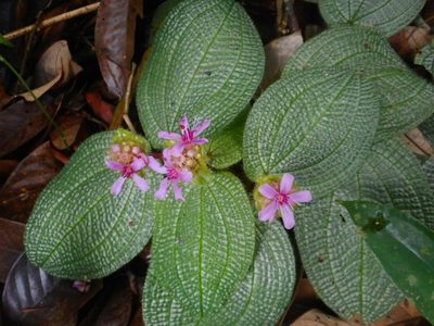 Nephoanthus prostratus, photographed by Eugene Popov