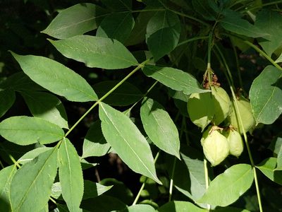 Staphylea pinnata, photographed by Zoltán Stekkelpak