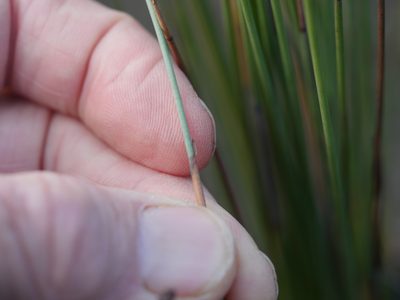 Machaerina juncea, photographed by Bruce Calvert