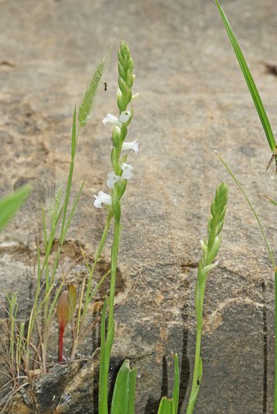 Spiranthes aestivalis, photographed by Christoph Moning