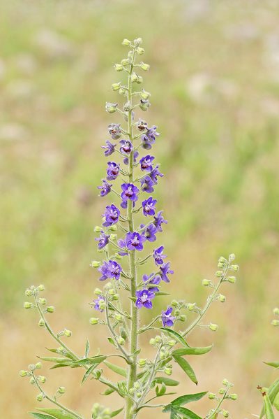 Delphinium staphisagria, photographed by Christoph Moning
