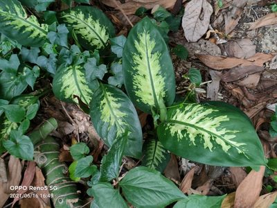 Dieffenbachia seguine, photographed by Ong Jyh Seng
