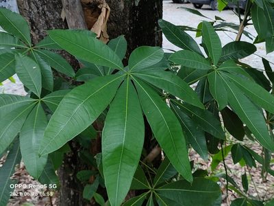 Pachira aquatica, photographed by Ong Jyh Seng