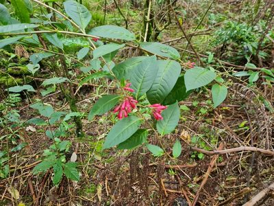Cestrum elegans, photographed by gnapp