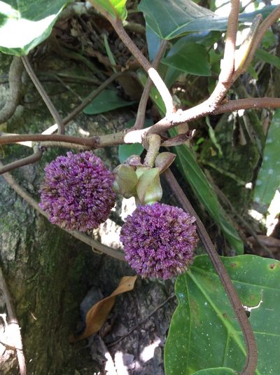 Poikilospermum suaveolens, photographed by Greg III Espera