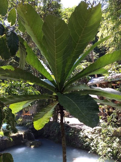 Ficus pseudopalma, photographed by Greg III Espera
