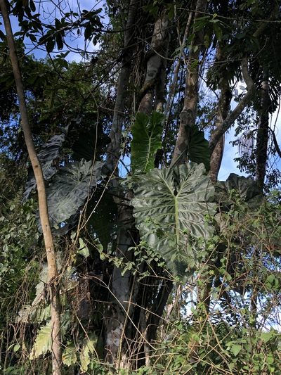 Philodendron maximum, photographed by Jared Shorma