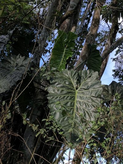 Philodendron maximum, photographed by Jared Shorma