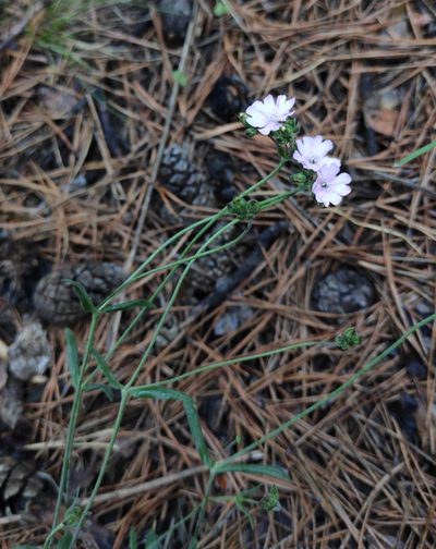 Silene samojedorum, photographed by Юлия