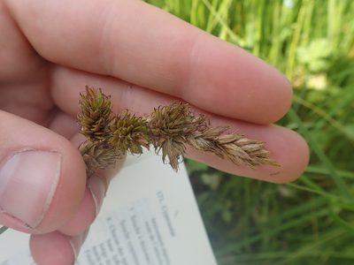Carex disticha, photographed by Matteo Marcandella
