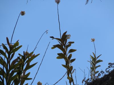 Epidendrum amphistomum, photographed by Jenn (McPhee) Dyson