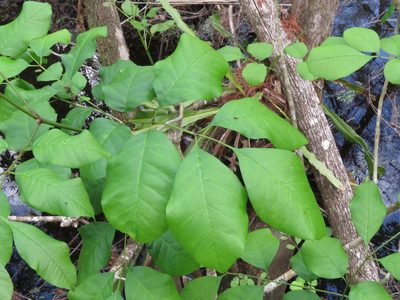 Fraxinus caroliniana, photographed by Jenn (McPhee) Dyson