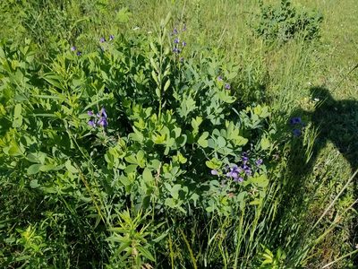 Baptisia australis, photographed by Brian Henderson