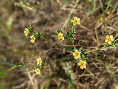 Linum strictum, photographed by Denis Bastianelli