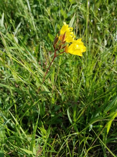 Oenothera tetragona, photographed by Brian Henderson