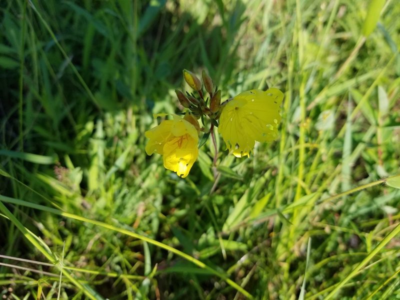 Oenothera tetragona, photographed by Brian Henderson
