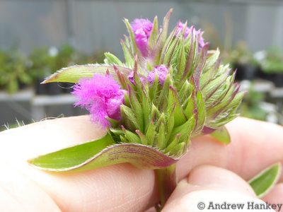 Cyanotis robusta, photographed by Andrew Hankey