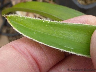 Cyanotis robusta, photographed by Andrew Hankey