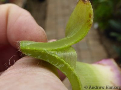 Cyanotis robusta, photographed by Andrew Hankey