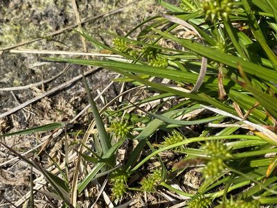 Carex pilulifera, photographed by James Clow