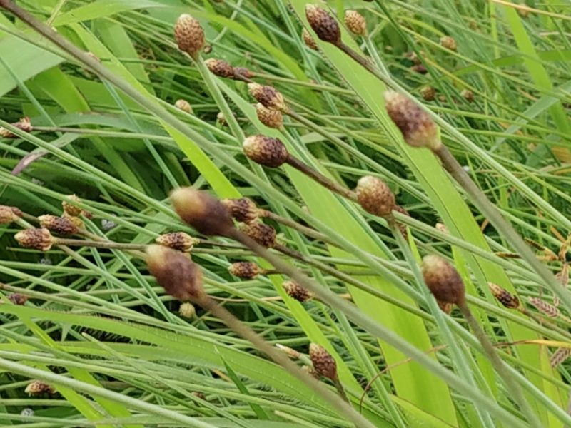 Fimbristylis tetragona, photographed by S.MORE