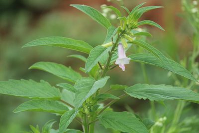 Sesamum indicum, photographed by Haneesh K M