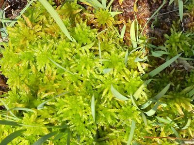 Sphagnum denticulatum, photographed by James Clow