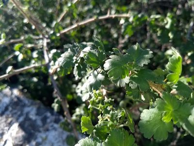 Ribes quercetorum, photographed by Jonathan Vaughn