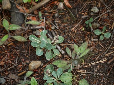 Pyrola dentata, photographed by Jacy Chen